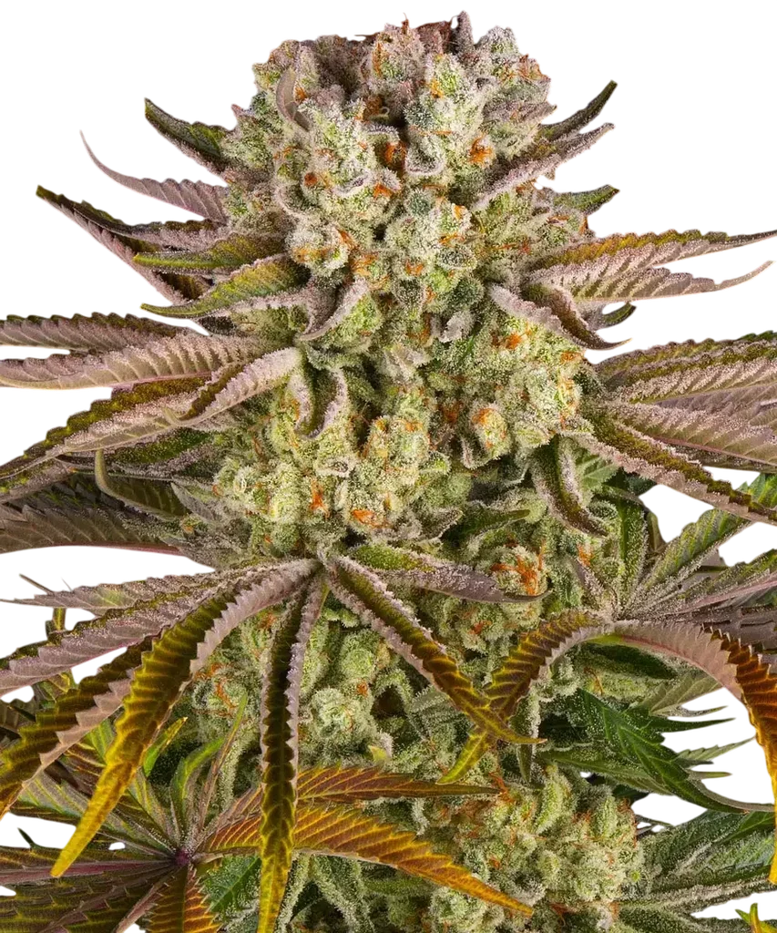 Pineapple Express | PHOTOFEM | Barneys Farm