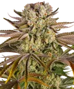 Pineapple Express | PHOTOFEM | Barneys Farm