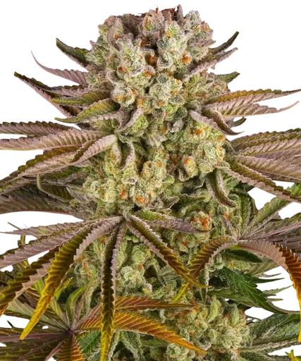 Pineapple Express
