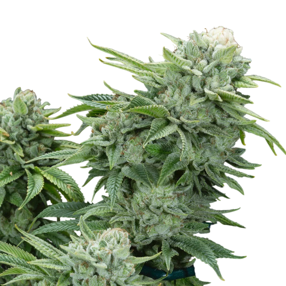 Gorilla Glue #4 S1 | PHOTOFEM | Elev8 Seeds