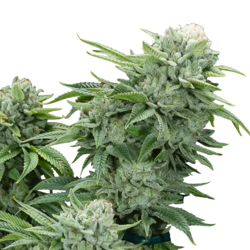 Gorilla Glue #4 S1