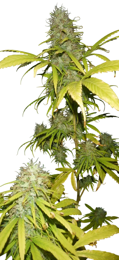 Grail Widow (GROWL) | PHOTOREG | Mr. Nice Seedbank