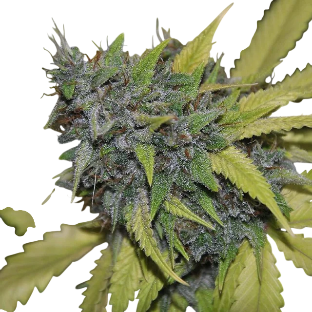 Grandaddy Confidential | PHOTOFEM | Pheno Finder Seeds