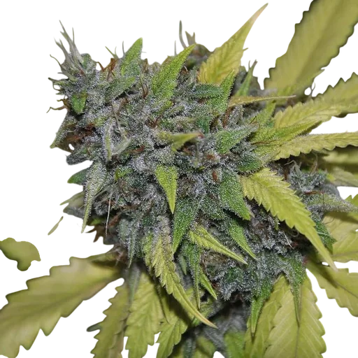 Grandaddy Confidential