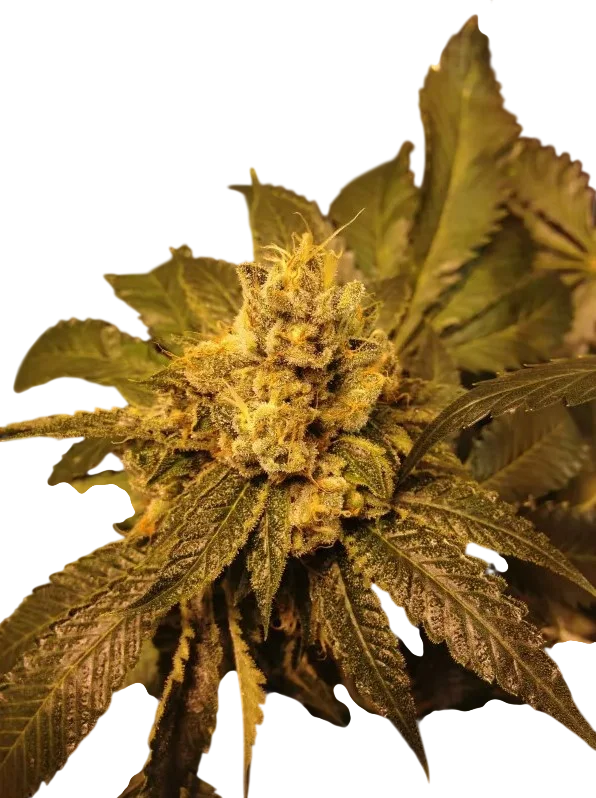 Grandpa Larry | PHOTOREG | Grand Daddy Genetics