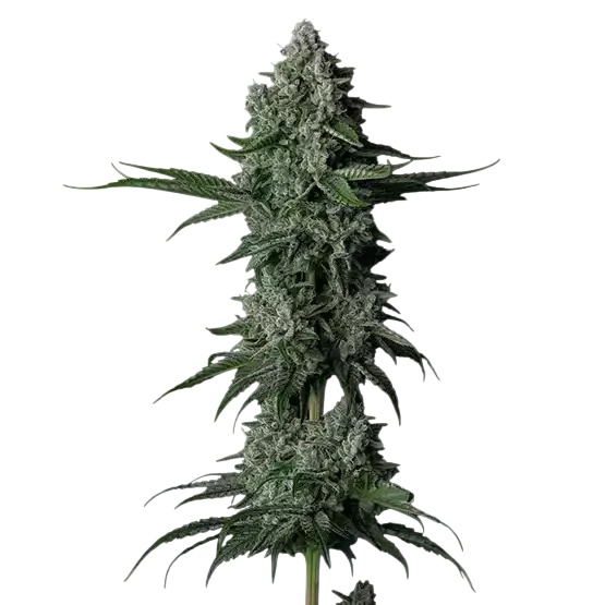 Grandpas Stash R2 | PHOTOFEM | Ethos Genetics