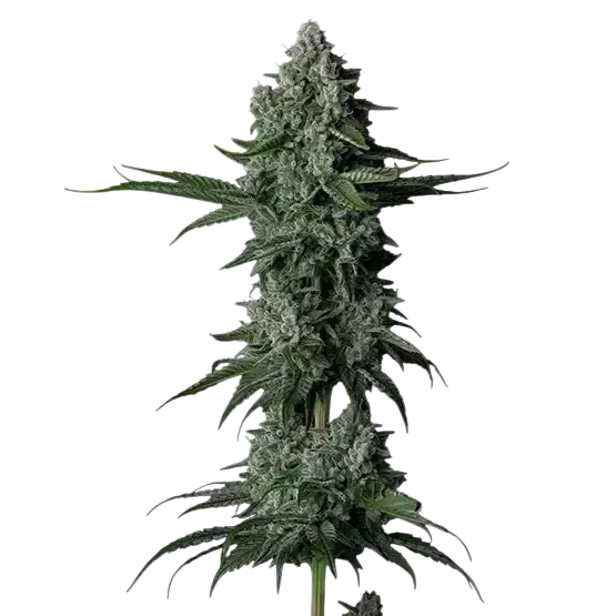 Grandpas Stash R2 | PHOTOFEM | Ethos Genetics