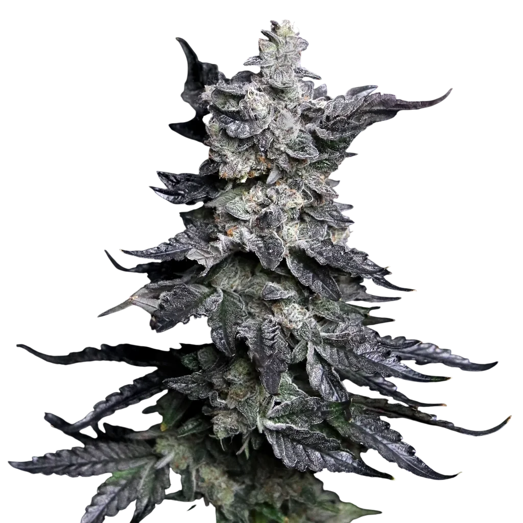 Grannys Apple Fritter | PHOTOFEM | Elev8 Seeds