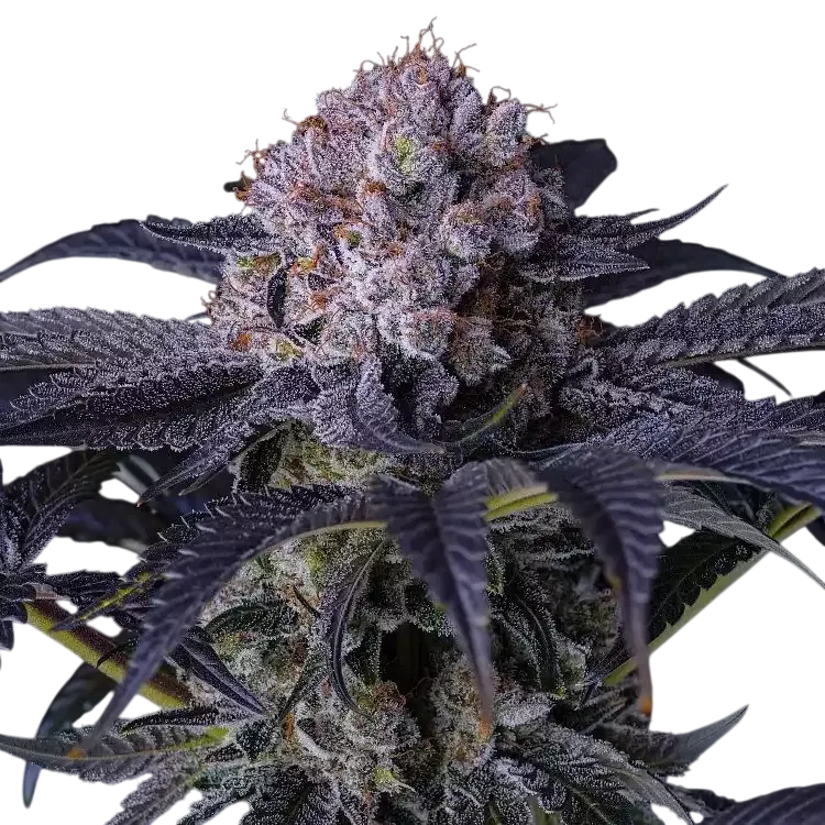 Grape Balls of Fire RBx | PHOTOFEM | Ethos Genetics