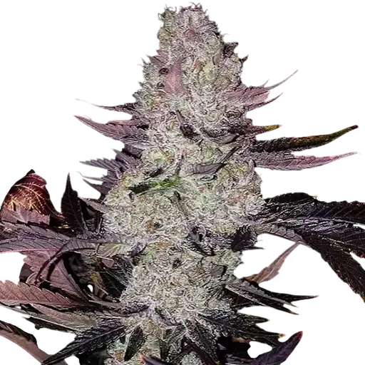 Grape Diamonds R2 | PHOTOFEM | Ethos Genetics