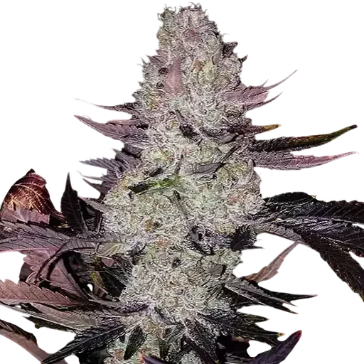 Grape Diamonds R2