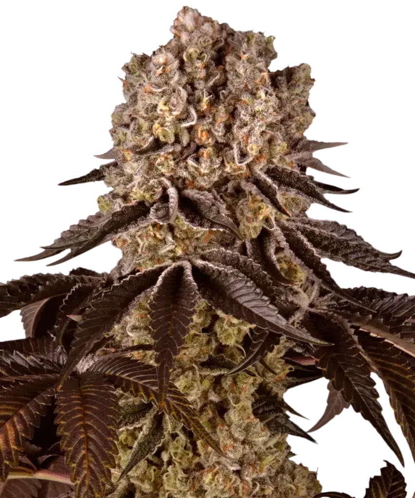 Purple Punch | PHOTOFEM | Barneys Farm