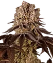 Purple Punch | PHOTOFEM | Barneys Farm