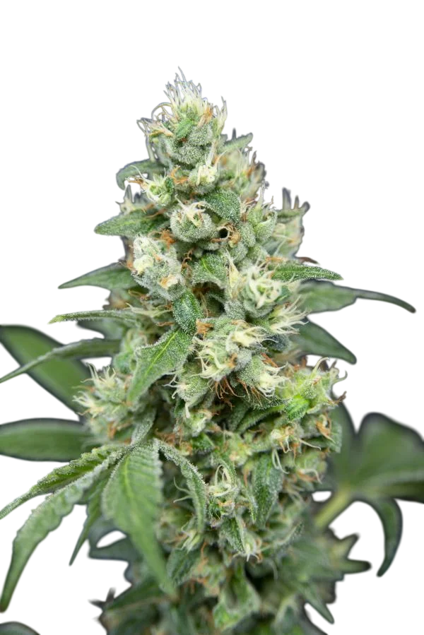 Grapefruit Barb | PHOTOFEM | House of the Great Gardener