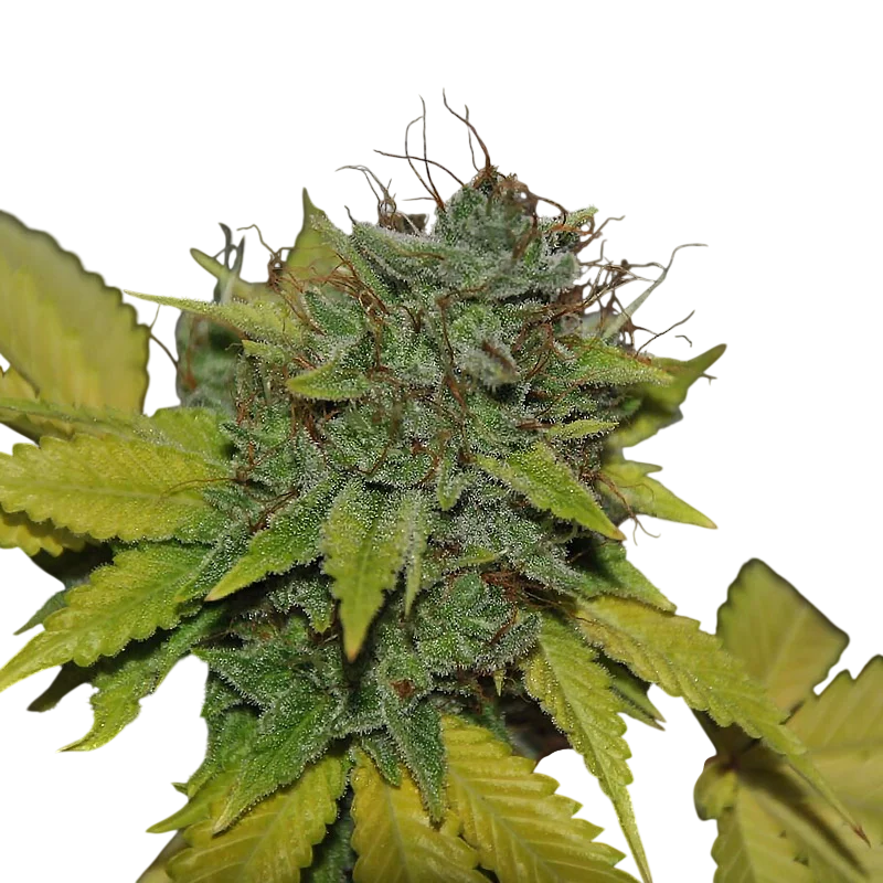 Grapefruit Diesel | PHOTOFEM | Pheno Finder Seeds