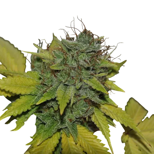Grapefruit Diesel