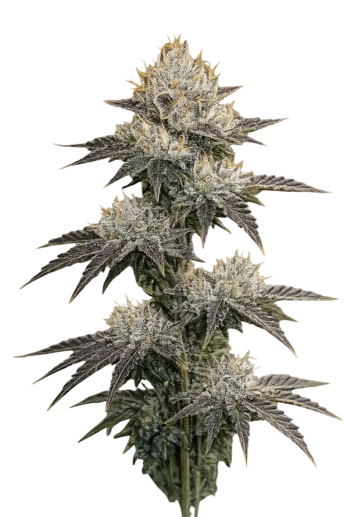 Grape OG | PHOTOFEM | Cali Connection
