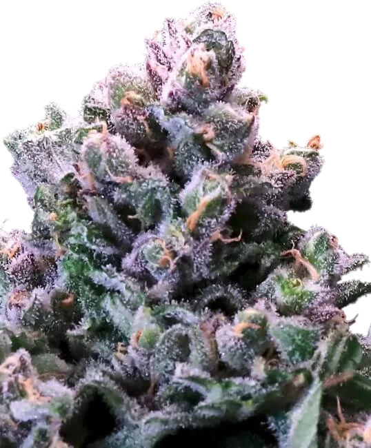 Grapes n Cream FAST | PHOTOFEM | Atlas Seed
