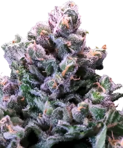 Grapes n Cream FAST