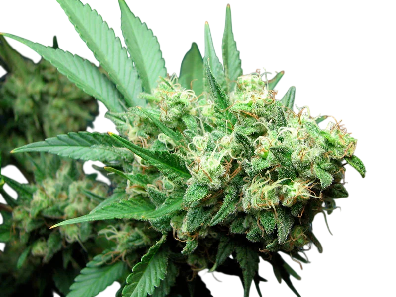 Green Crack | PHOTOFEM | Cali Connection