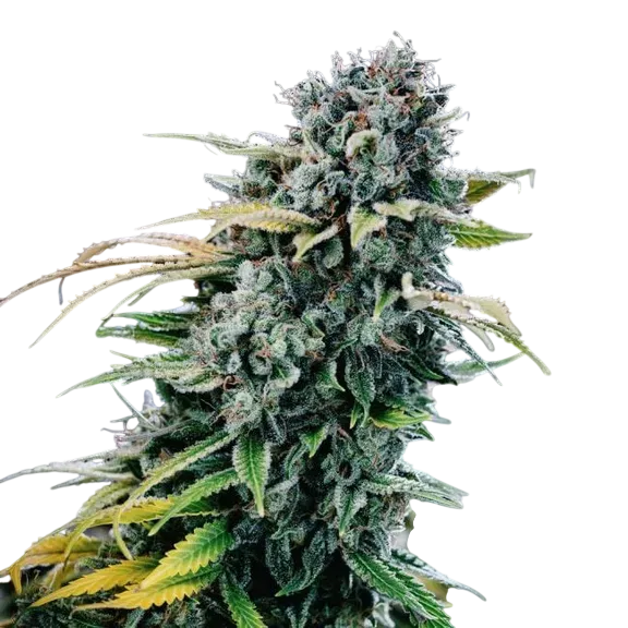 Green Crack | PHOTOFEM | Tiger One Bulk