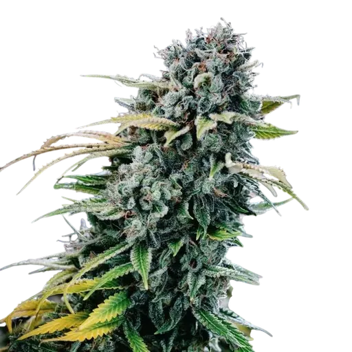 Green Crack