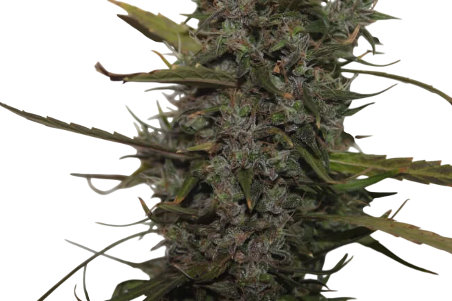 Green Crack Auto | AUTOFEM | Tiger One Bulk