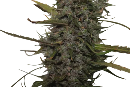 Green Crack Auto