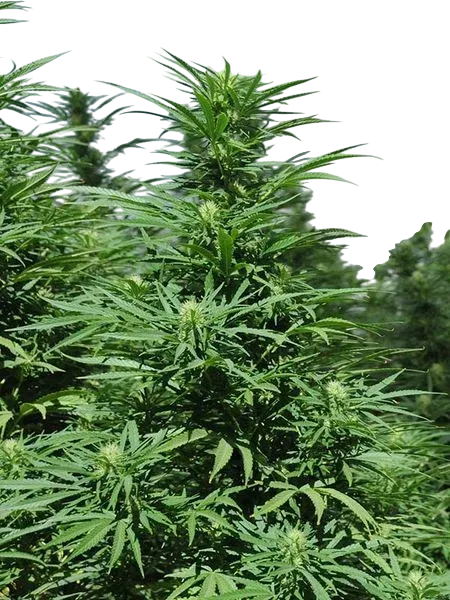 Green Crack 2.0 | PHOTOFEM | Humboldt Seed Org.