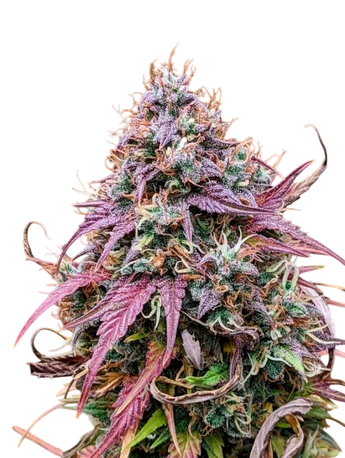 Grizzly Crinkle Auto | AUTOFEM | Mephisto Genetics