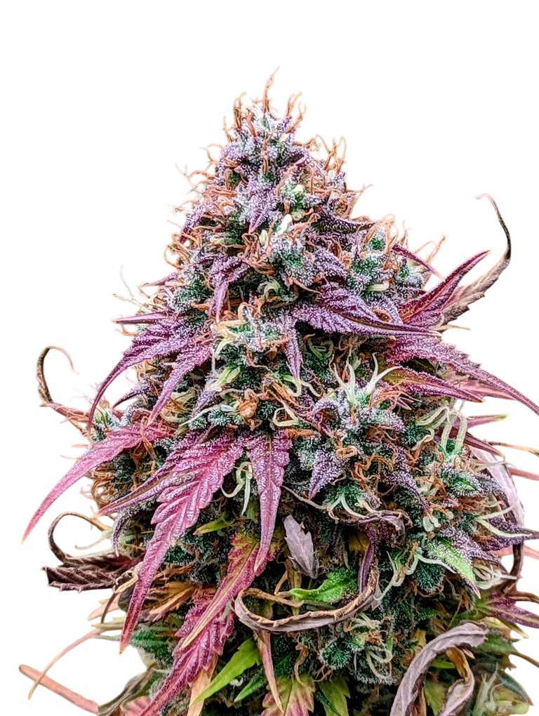 Grizzly Crinkle Auto | AUTOFEM | Mephisto Genetics
