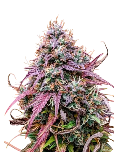 Grizzly Crinkle Auto | AUTOFEM | Mephisto Genetics