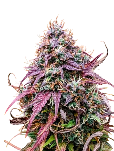Grizzly Crinkle Auto