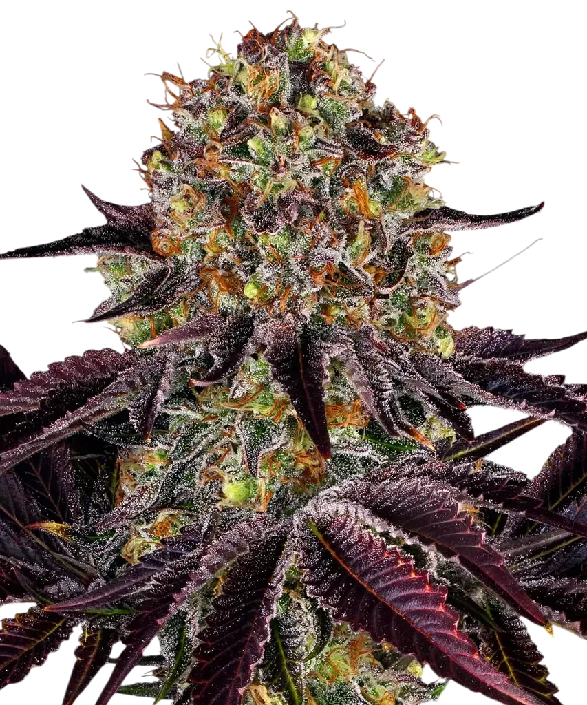 Runtz x Layer Cake | PHOTOFEM | Barneys Farm
