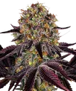 Runtz x Layer Cake | PHOTOFEM | Barneys Farm