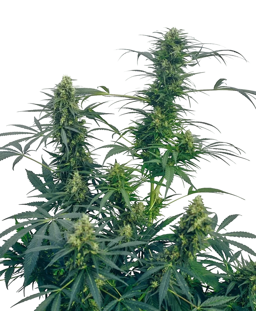 Guerrillas Gusto | PHOTOREG | Sensi Seeds