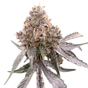 Gummibears Auto | AUTOFEM | Mosca Seeds