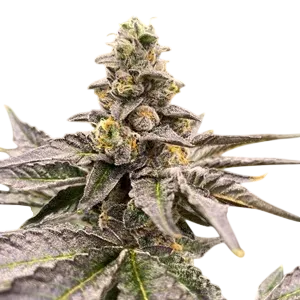 Gummy Mintz Auto | AUTOFEM | Mosca Seeds