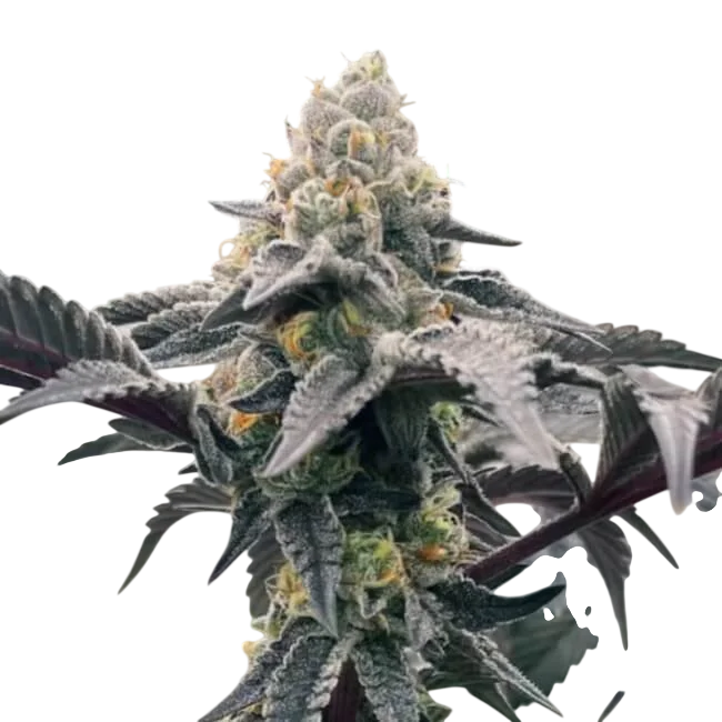 Hasbulla | PHOTOFEM | Trilogene Seeds
