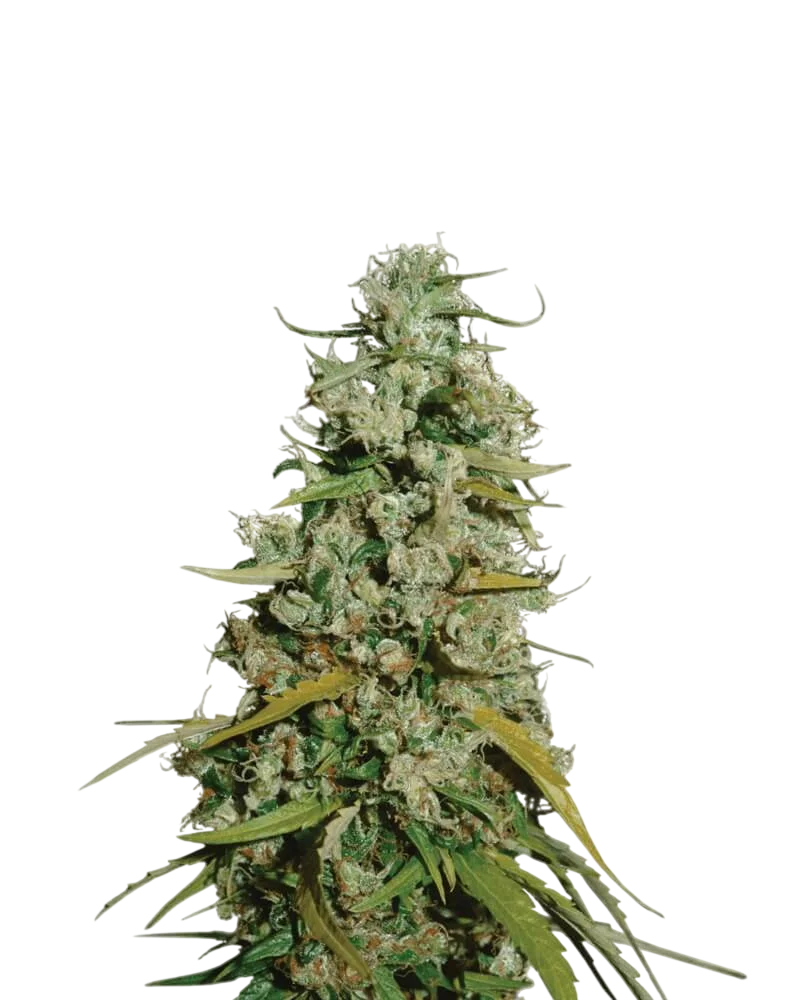 Hawaii Maui Waui | PHOTOFEM | Nirvana Seeds