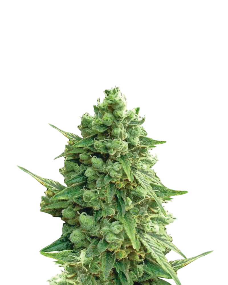 Hawaii Maui Waui Auto | AUTOFEM | Nirvana Seeds