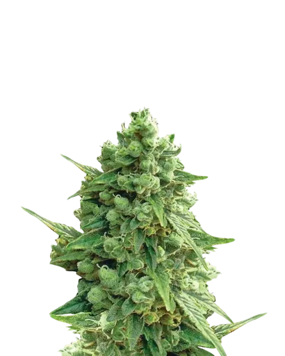 Hawaii Maui Waui Auto