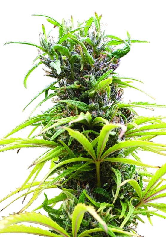 Hawaii Maui Waui | PHOTOREG | Nirvana Seeds