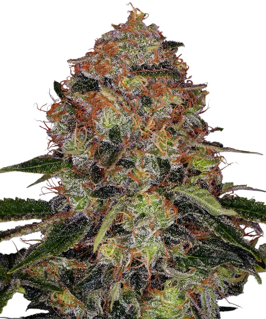 Shiskaberry | PHOTOFEM | Barneys Farm