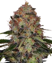 Shiskaberry | PHOTOFEM | Barneys Farm