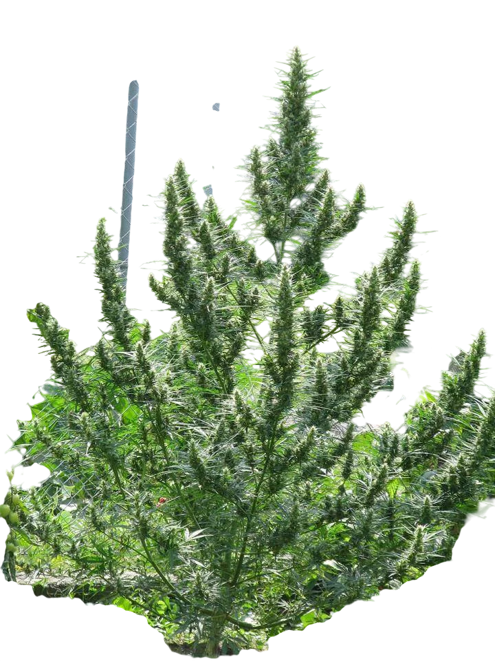 Haze CBD Auto | AUTOREG | Top Tao Seeds