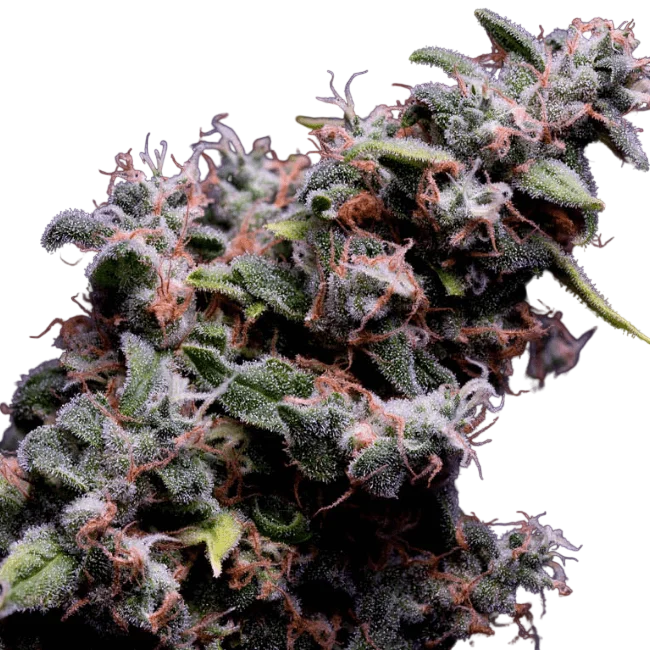 Hazy Kush S1 | PHOTOFEM | Green Bodhi
