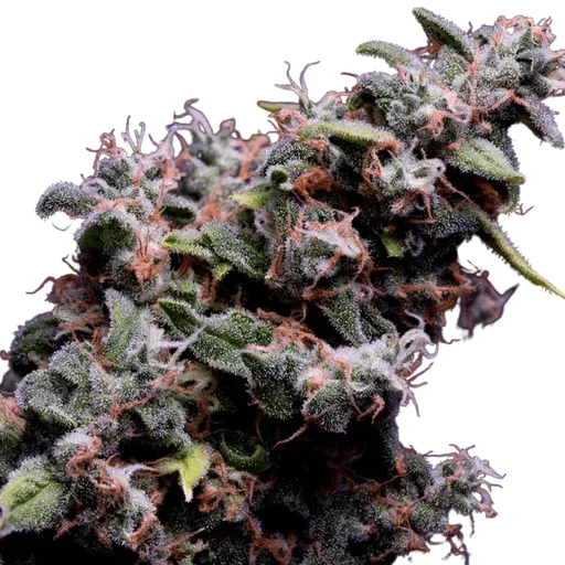 Hazy Kush S1