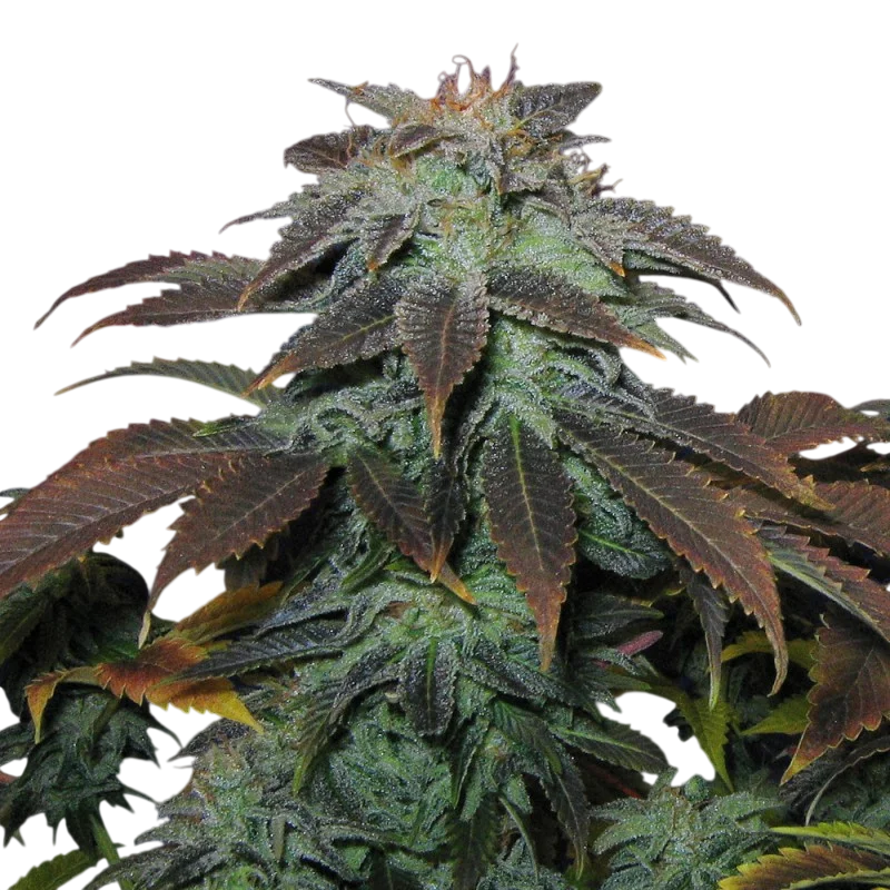 Heavy Duty Fruity | PHOTOREG | T.H. Seeds