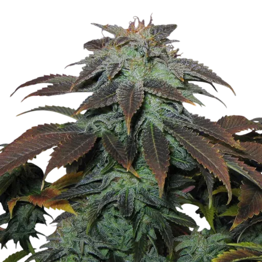 Heavy Duty Fruity